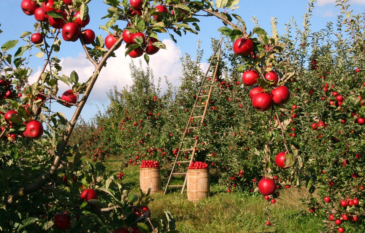 Imagen de manzanas